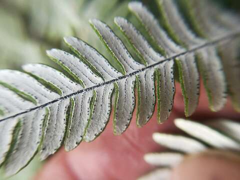 Image of Copeland's cloak fern