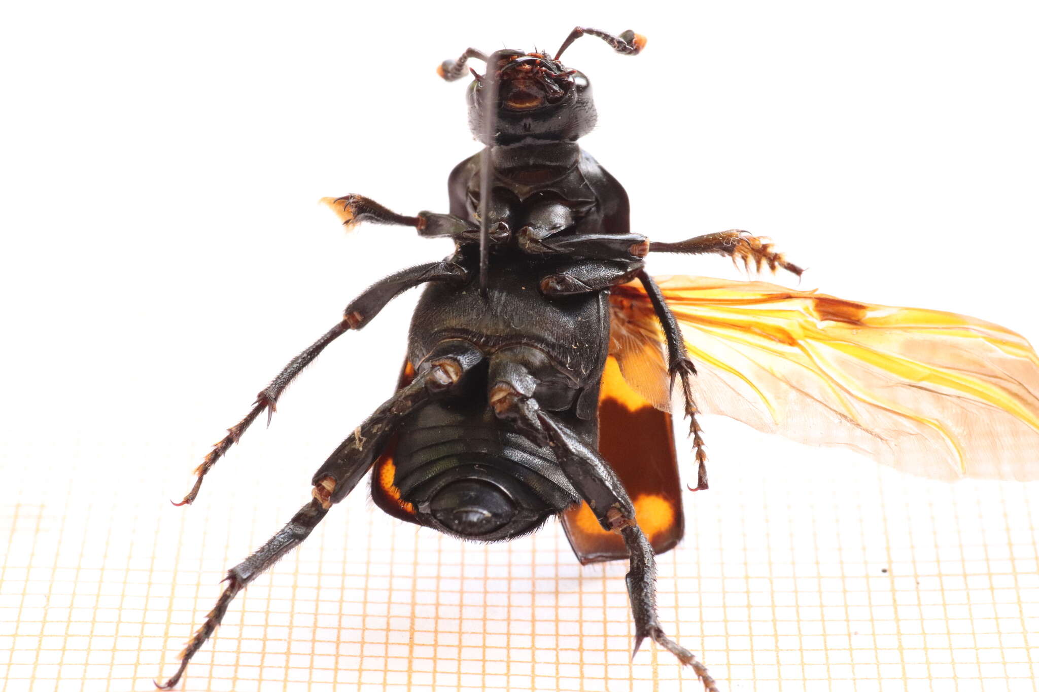 Image of Nicrophorus (Nicrophorus) distinctus (Grouvelle 1885)