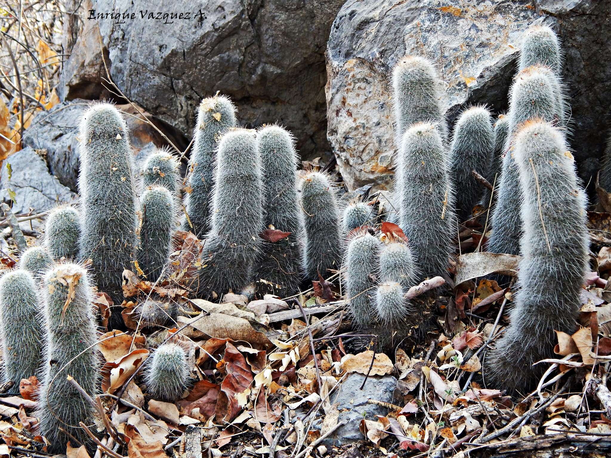 Image of Mammillaria guerreronis (Bravo) Boed.