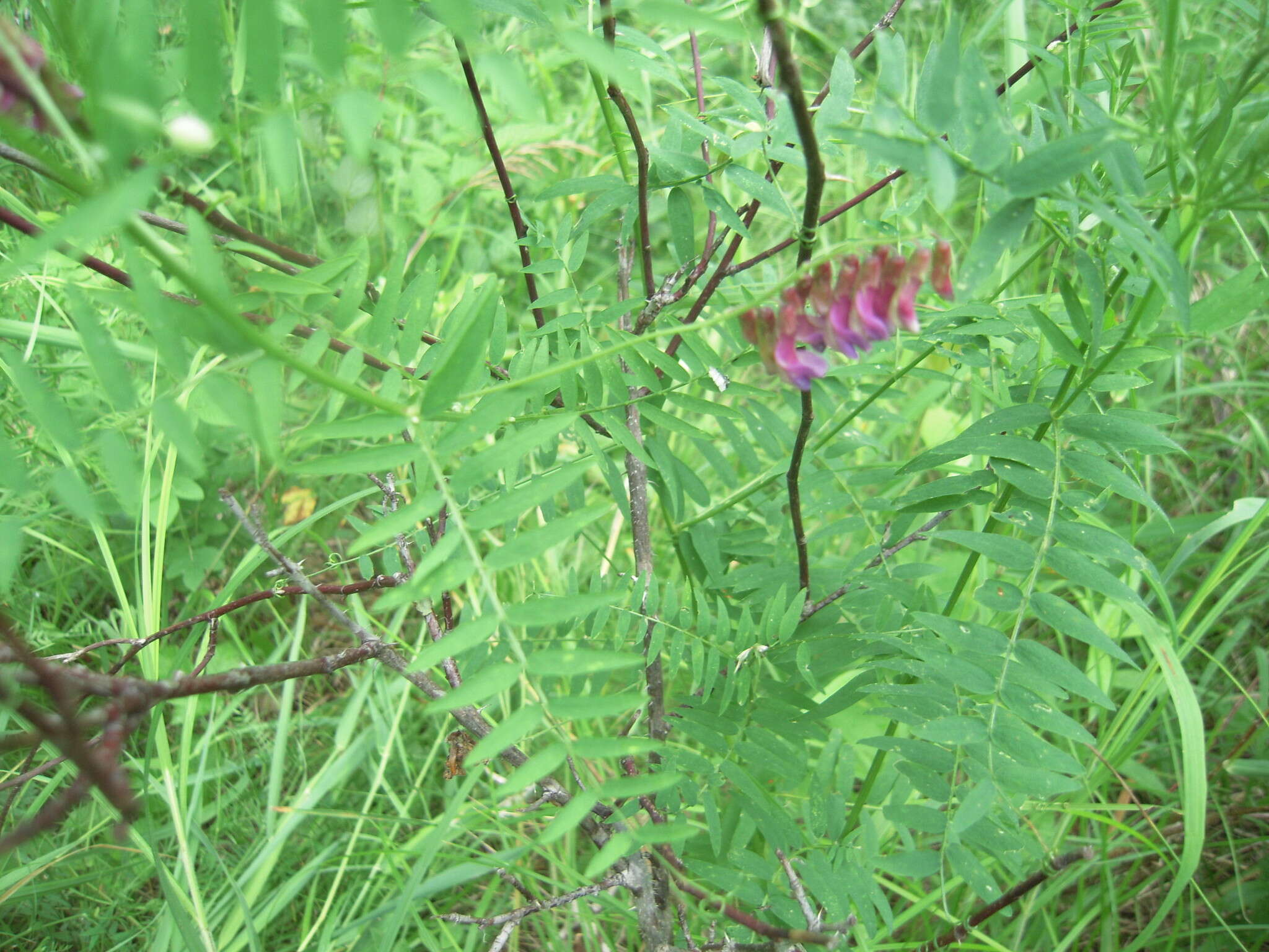 Imagem de Vicia megalotropis Ledeb.