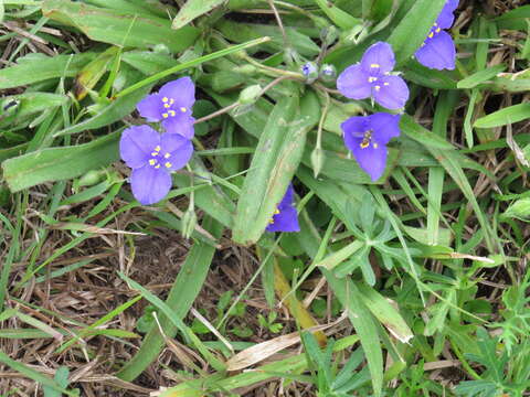 Image of diffuse spiderwort