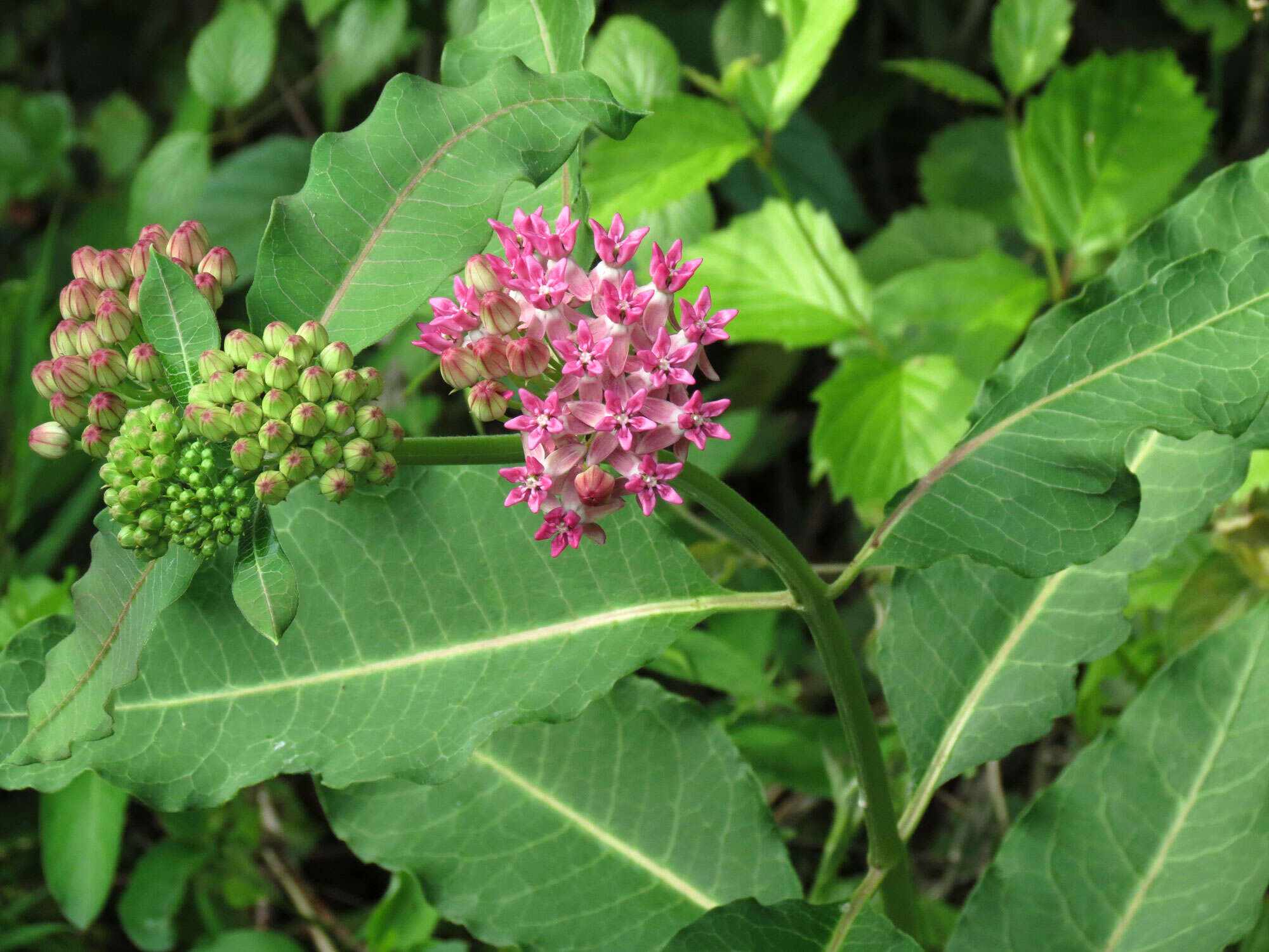 Image of purple milkweed