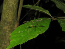 Image of Austrolimnophila (Austrolimnophila) obliquata (Alexander 1922)