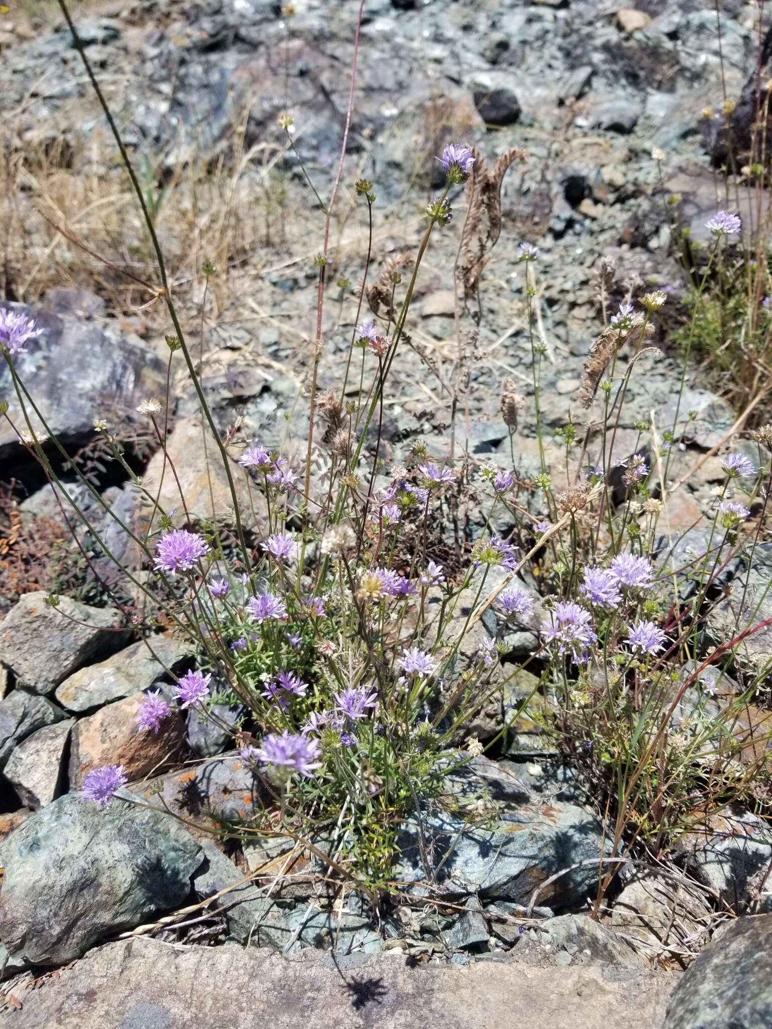 Image of bluehead gilia