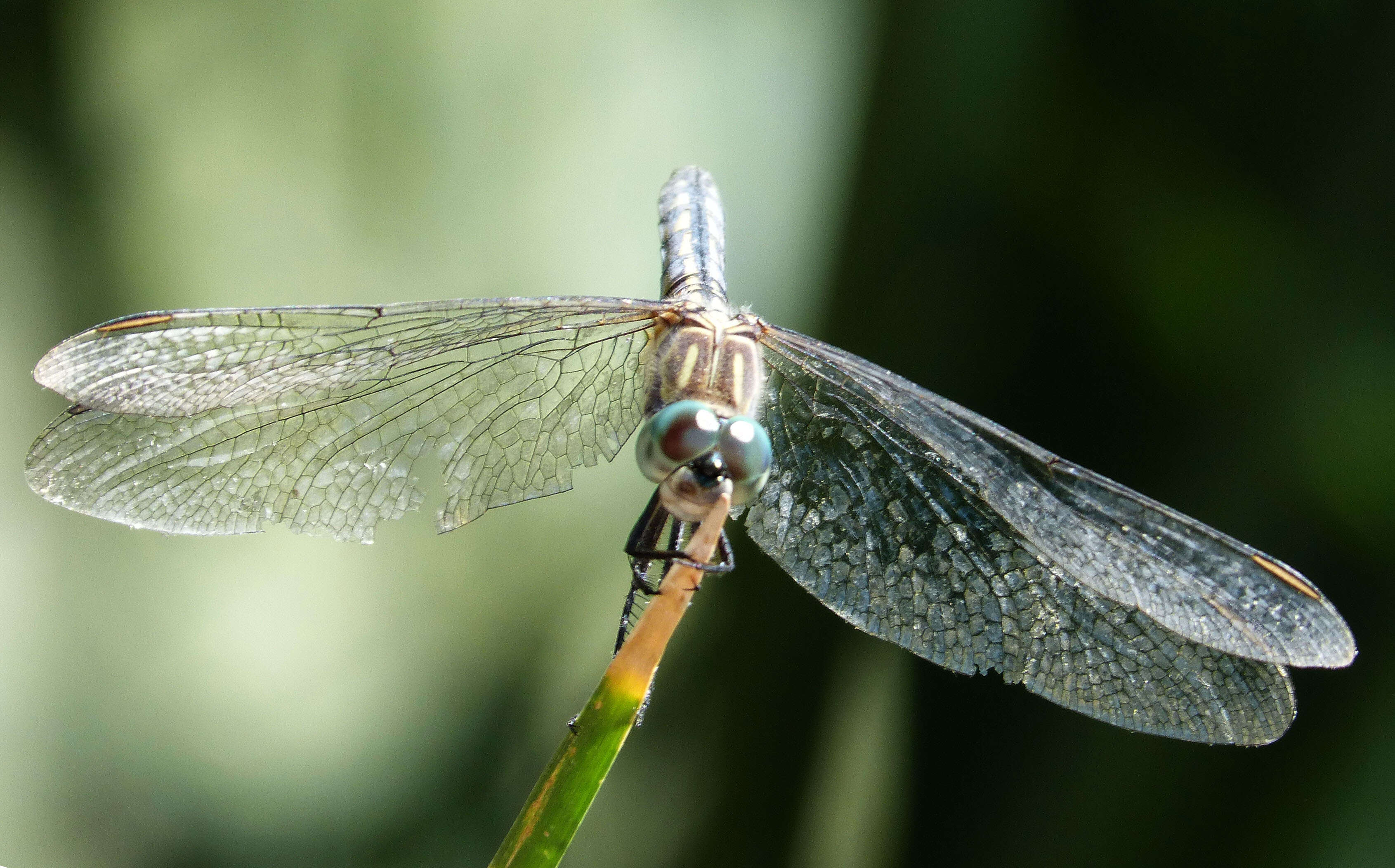 Image of Blue Dasher