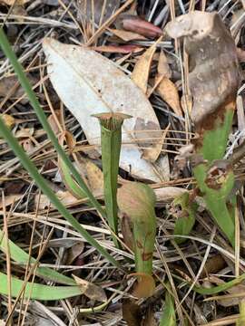 Image of Sweet pitcher plant