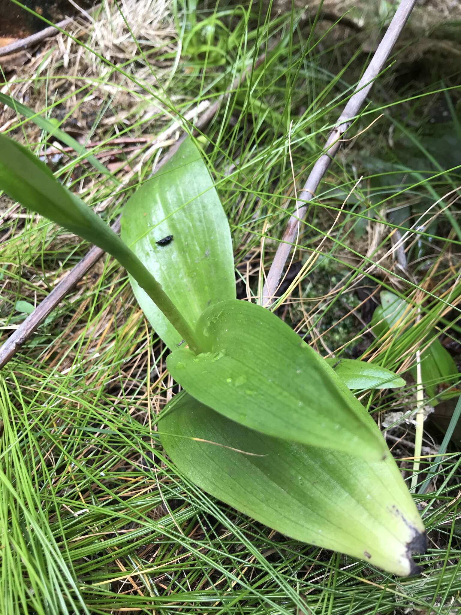 Image of Satyrium rupestre Schltr. ex Bolus