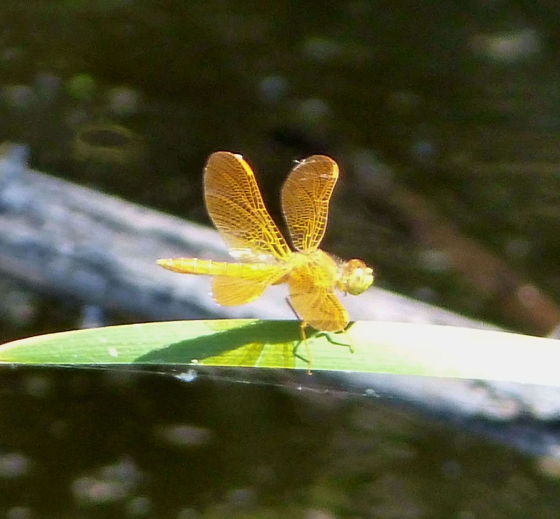 Image of Mexican Amberwing