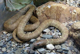 Image of Common Kingsnake