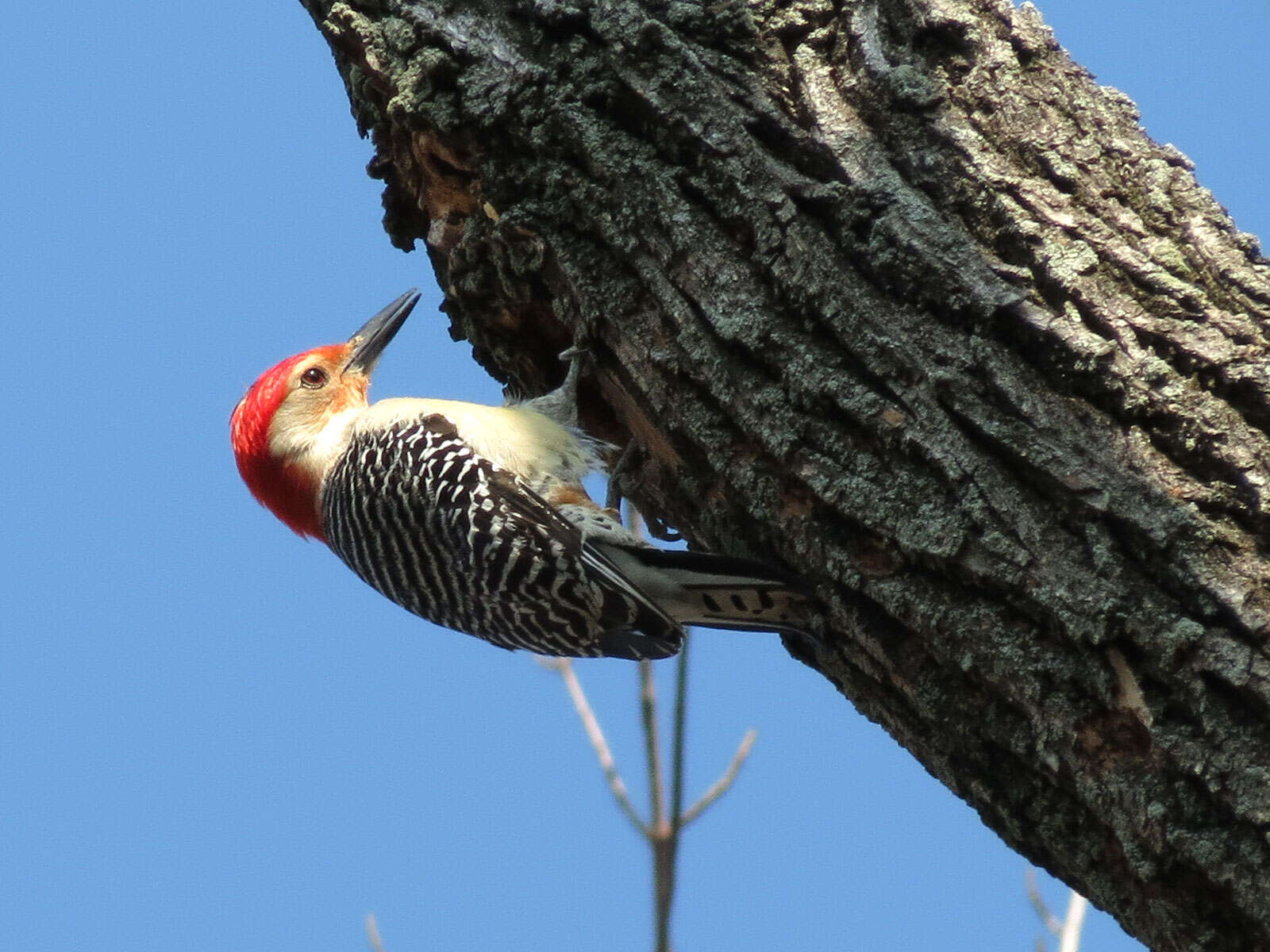 Image of Red-bellied Woodpecker