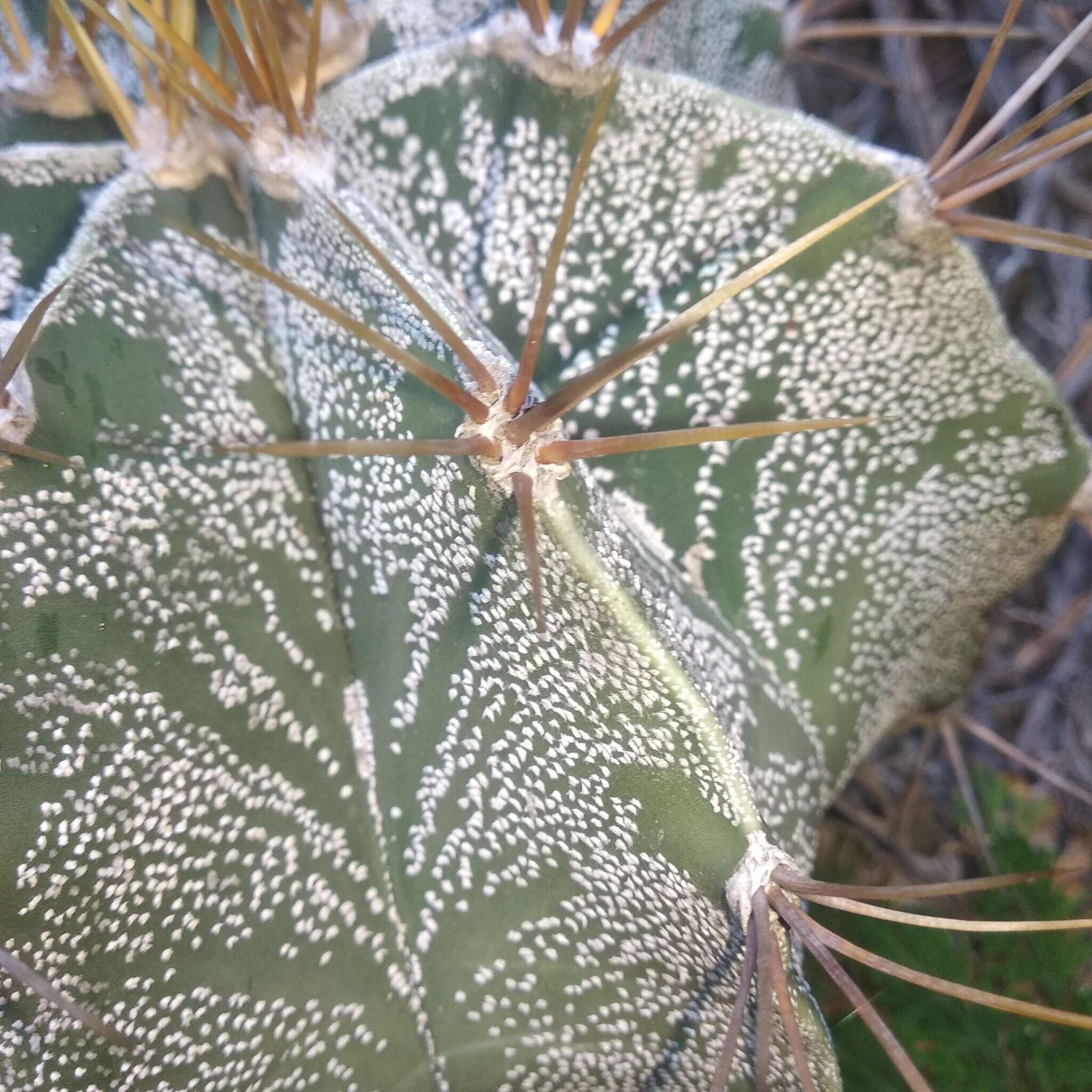 Imagem de Astrophytum ornatum (DC.) Britton & Rose