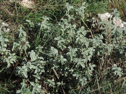 Image of horehound