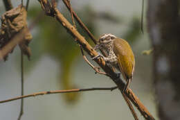 Image of Speckled Piculet