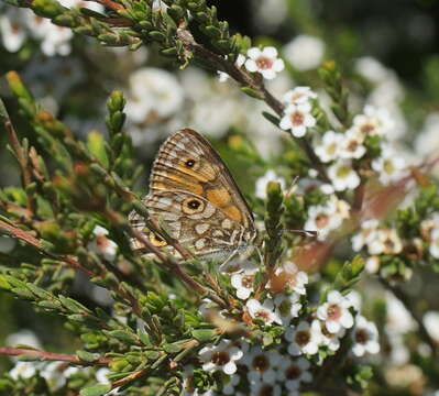 Imagem de Oreixenica orichora Meyrick 1885