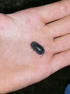 Image of Southern Pill Woodlouse