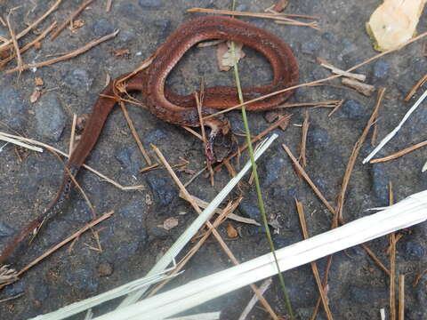 Image of Mexican Brown Snake