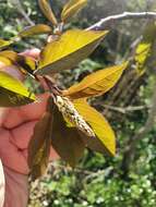 Imagem de Prunus ssiori F. Schmidt