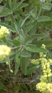 Слика од Lepechinia betonicifolia (Lam.) Epling