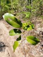 Image of Bathiorhamnus reticulatus (Capuron) Callm., Phillipson & Buerki