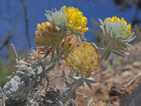 Plancia ëd Anthyllis tejedensis Boiss.