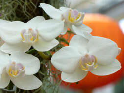 Image of Phalaenopsis aphrodite Rchb. fil.