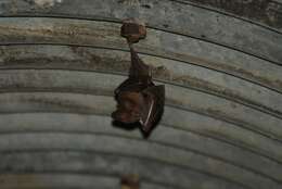 Image of Large Slit-faced Bat