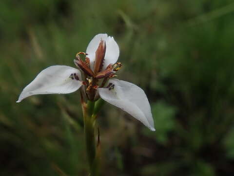 Image of Moraea marionae N. E. Br.