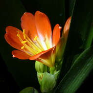 Imagem de Clivia