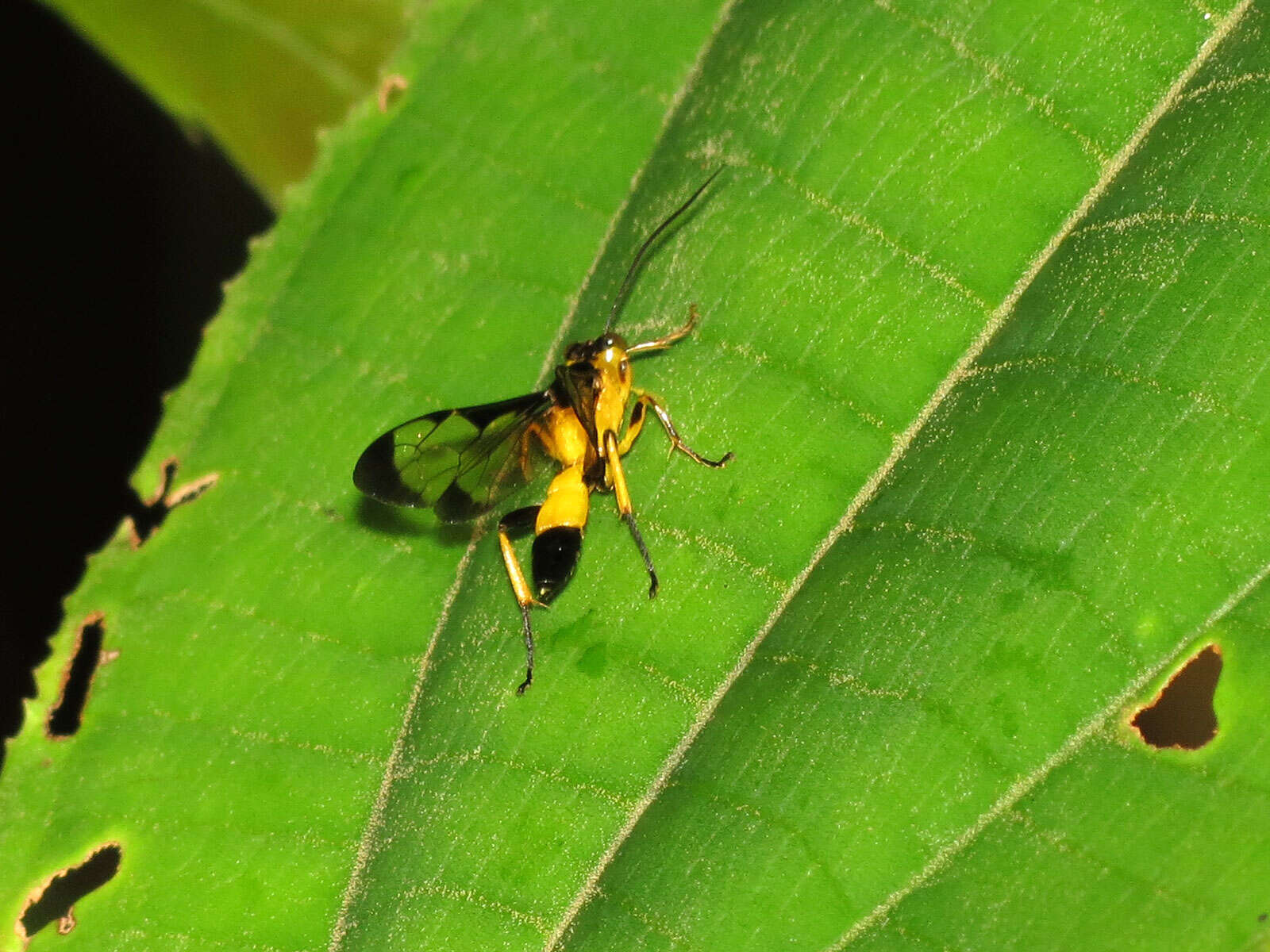 Image of ichneumon wasps