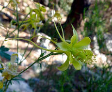 Image of longspur columbine