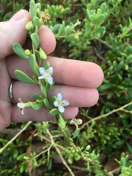 Image of Hawaii Desert-Thorn