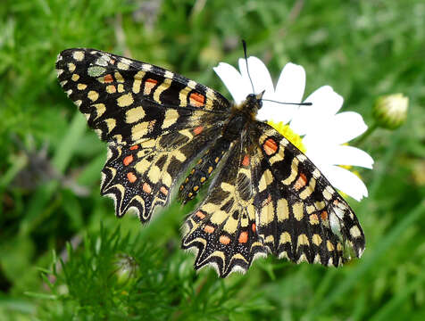 Image of Zerynthia rumina (Linnaeus 1758)