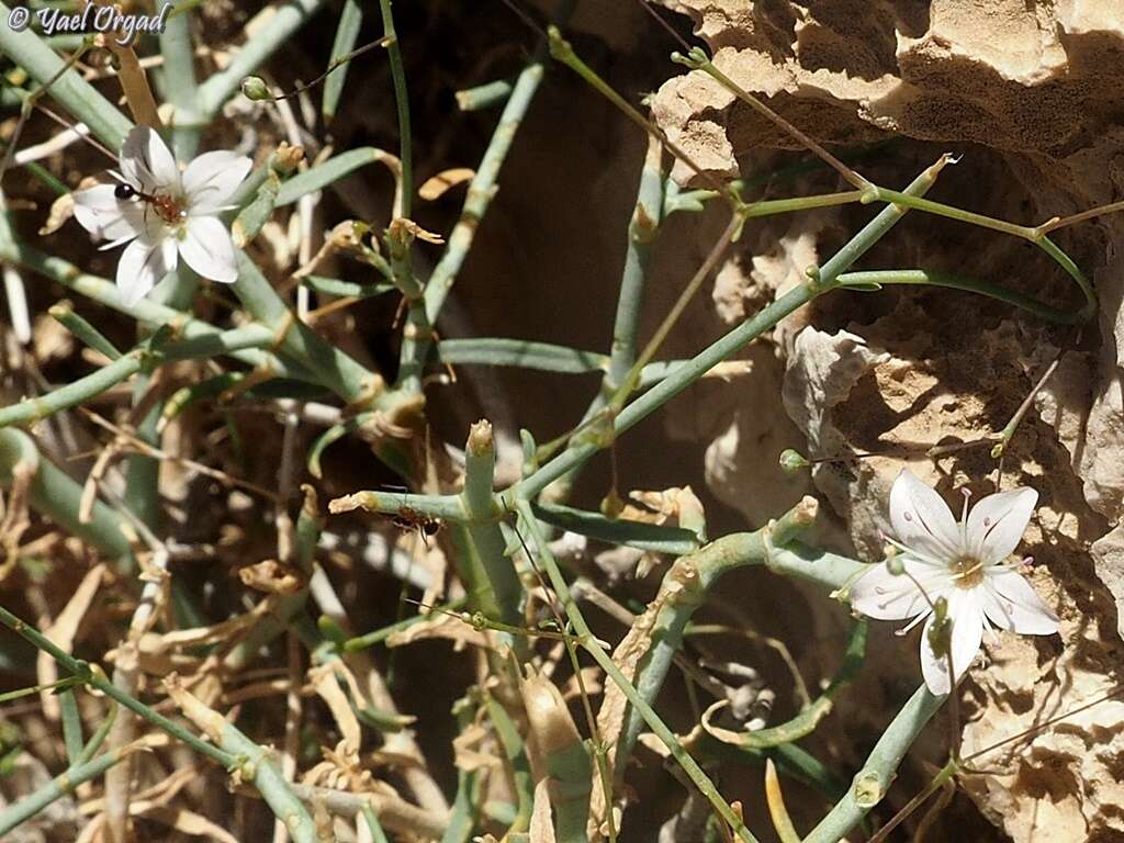 Слика од Gypsophila capillaris (Forsk.) C. Chr.