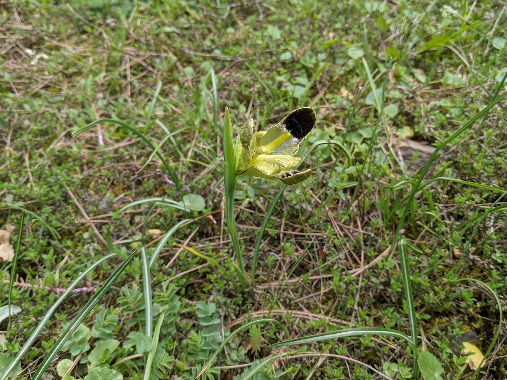 Image of Iris tuberosa L.