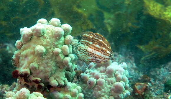 Image of Beautiful leatherjacket