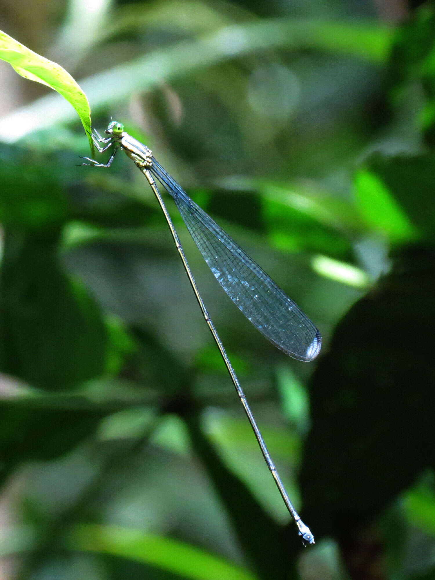 Pseudostigmatidae resmi