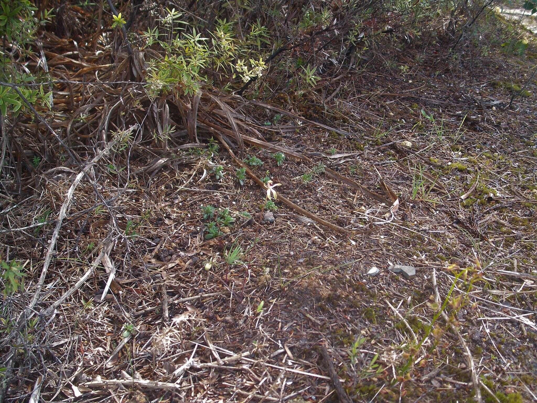 صورة Caladenia atradenia D. L. Jones, Molloy & M. A. Clem.