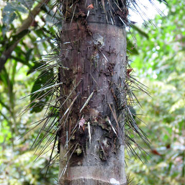 Image of Black palm