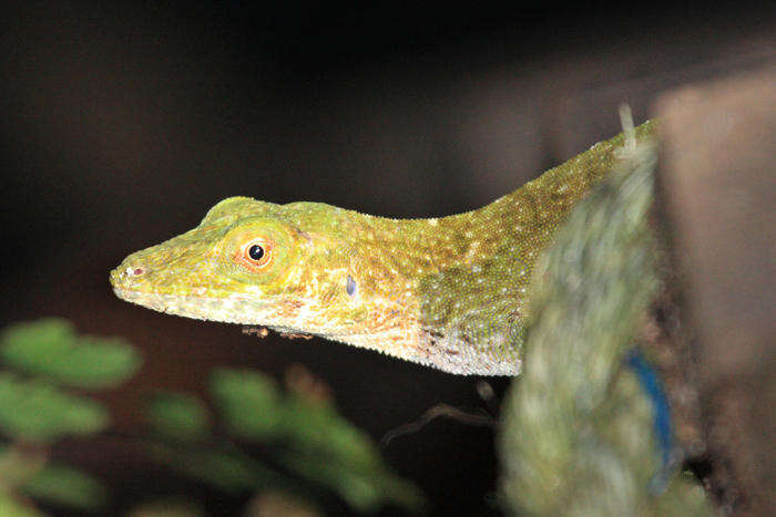 Anolis biporcatus (Wiegmann 1834)的圖片