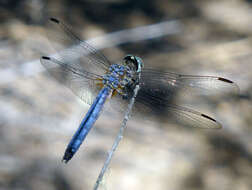 Image of Blue Dasher