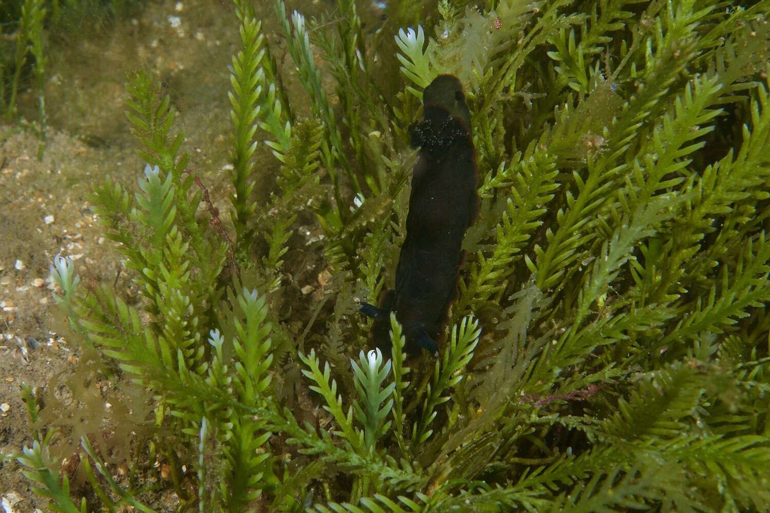 Image of Dendrodoris arborescens (Collingwood 1881)