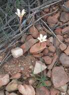 صورة Dianthus caespitosus Thunb.