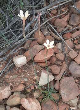 Image of Dianthus caespitosus Thunb.