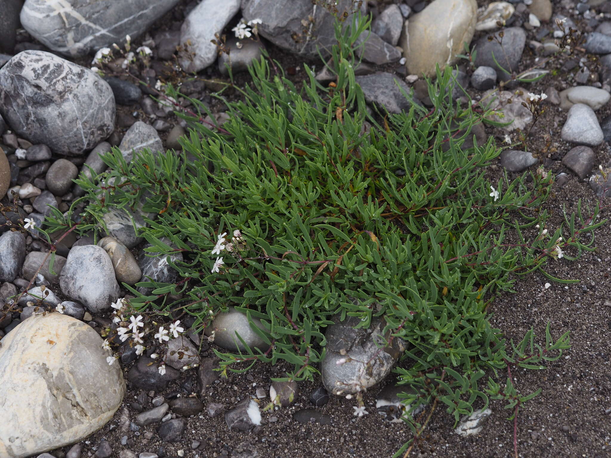 Слика од Gypsophila repens L.