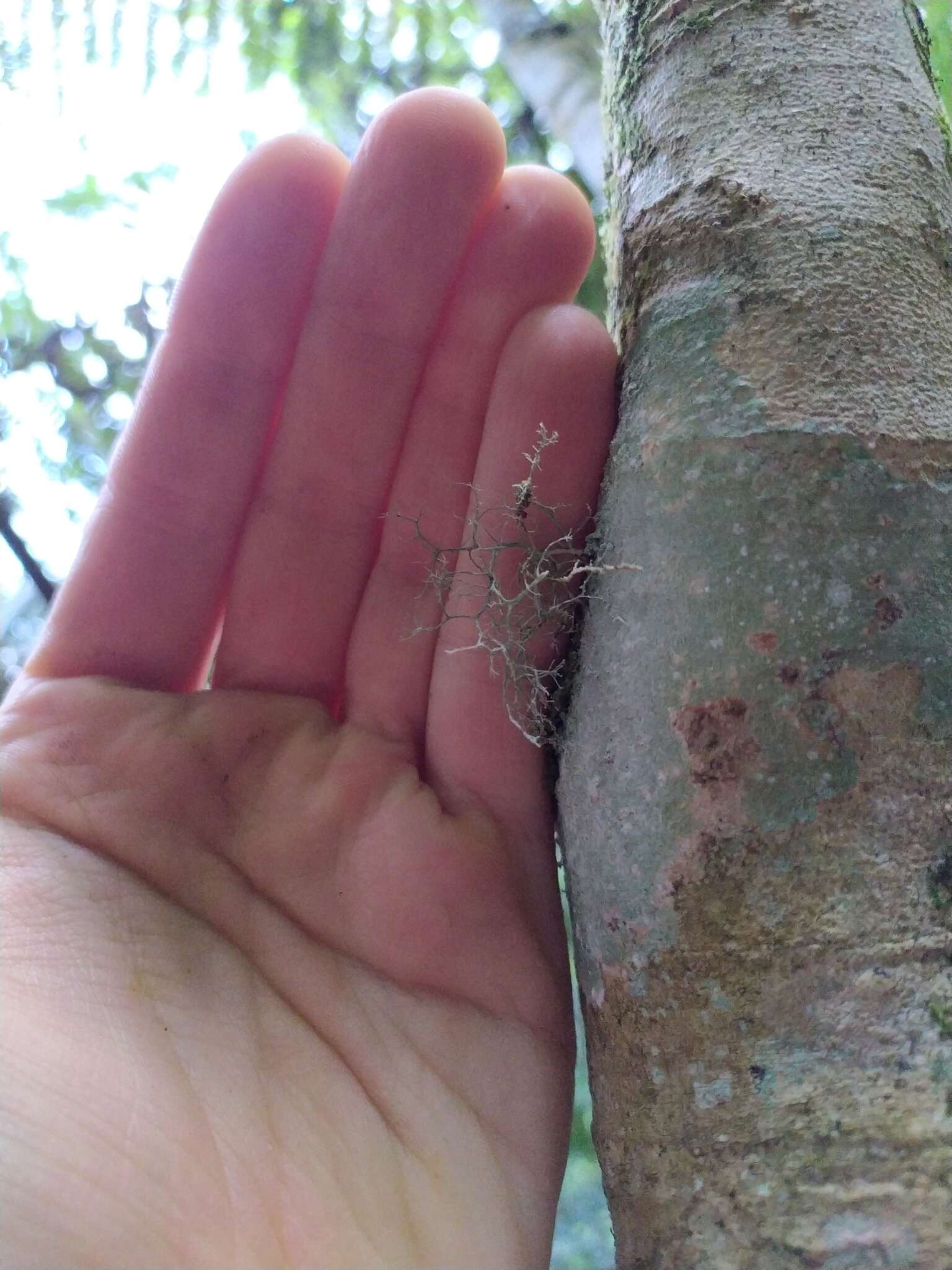 Image of Peruvian cartilage lichen