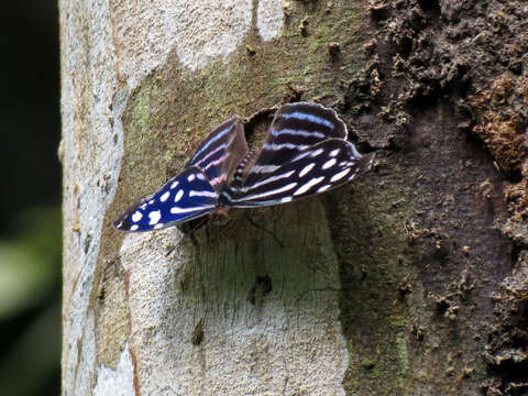 Image of Myscelia cyaniris Doubleday (1848)