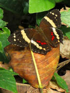 Image of Banded Peacock