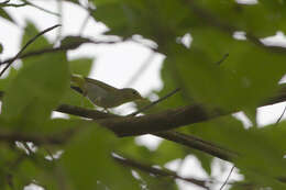 Image of Yellow-vented Warbler
