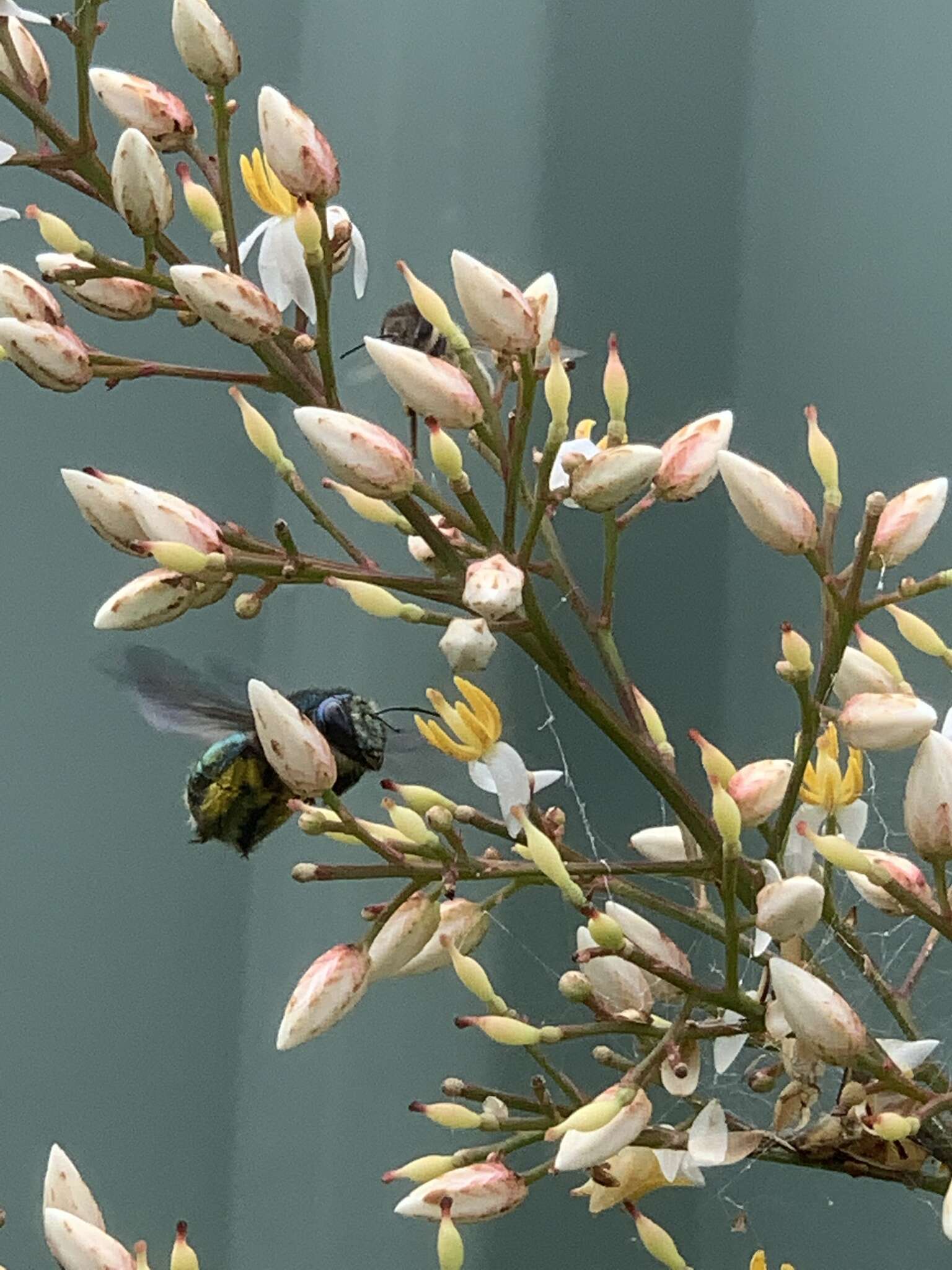 Plancia ëd Xylocopa aeratus (Smith 1851)