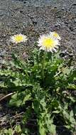 Image de Taraxacum albidum Dahlst.